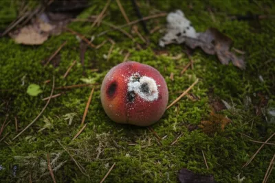 Illustration molder - Image 1