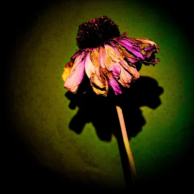 Illustration sickens - Image 1