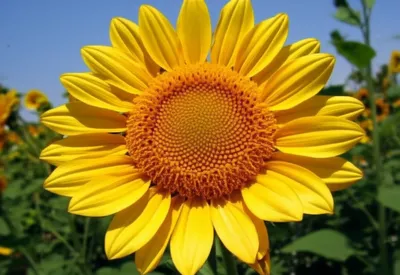 Illustration sunflowers