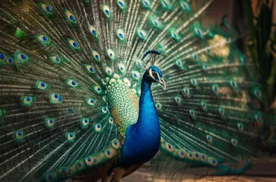 Illustration plumage - Image 1