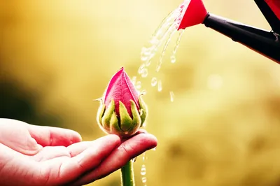 Illustration plump - Image 1