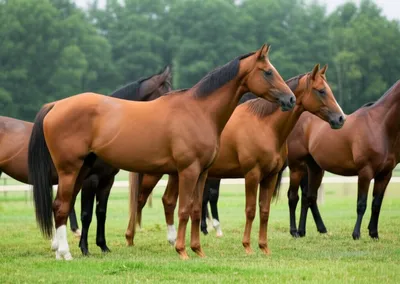 Illustration thoroughbreds - Image 1