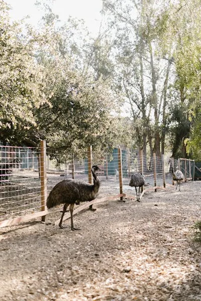 Illustration emus - Image 2