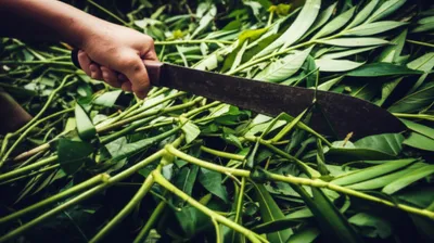 Illustration machetes - Image 1