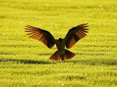 Illustration landed - Image 1