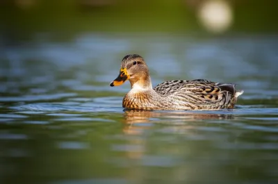 Illustration swimmer - Image 1