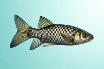 Illustration fin - Image 1