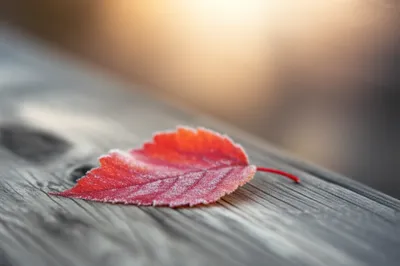 Illustration bittersweets - Image 1