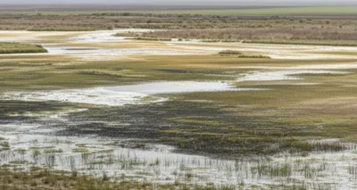 Illustration fens - Image 1