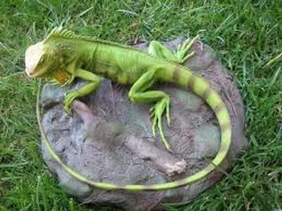 Illustration iguana - Image 2