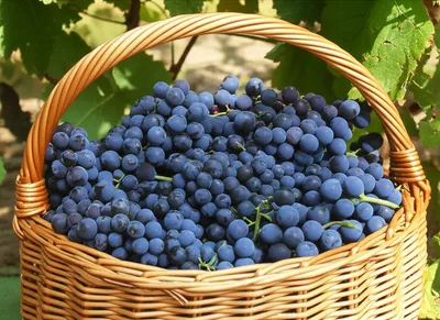 Illustration mains - Image 1