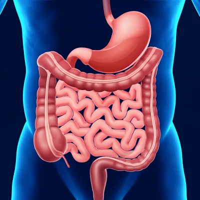 Illustration bowels - Image 1