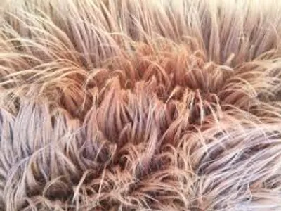 Illustration shaggy - Image 2