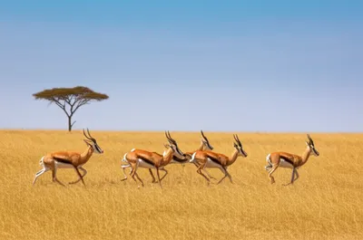 Illustration gazelles