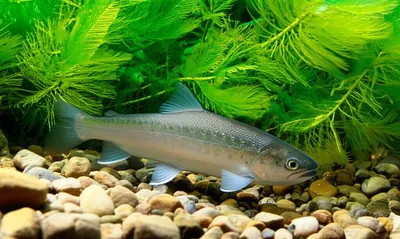 Illustration pars - Image 1