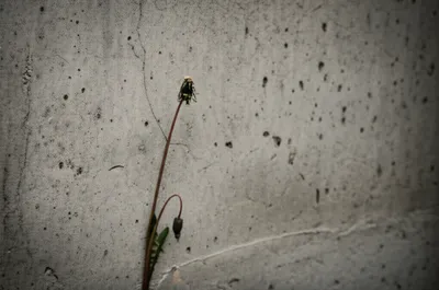 Illustration weeds - Image 1