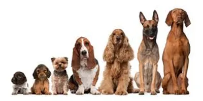 Illustration dog - Image 2