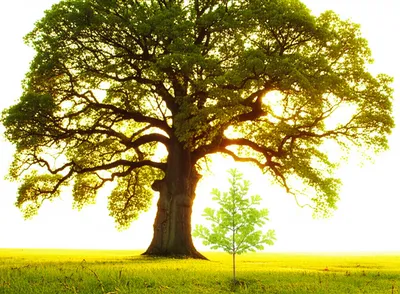 Illustration demise - Image 1