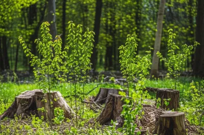 Illustration coppice - Image 1