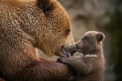 Illustration mouth - Image 1