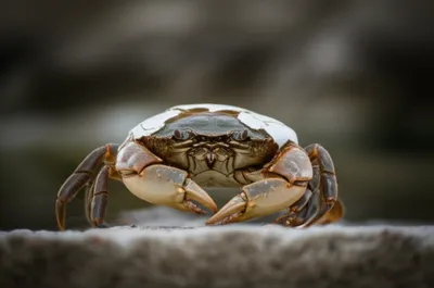 Illustration buster - Image 1