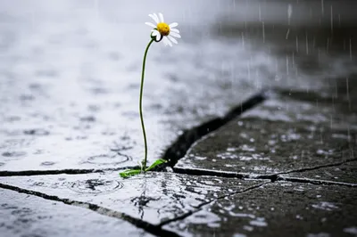 Illustration endures - Image 1