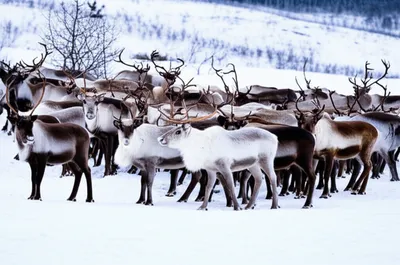 Illustration reindeers - Image 1
