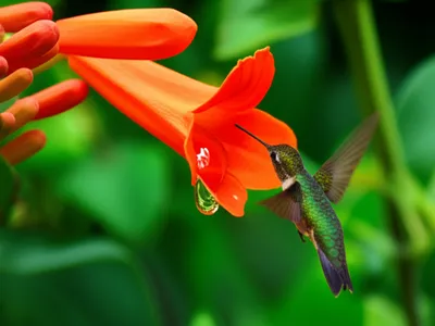 Illustration nectar - Image 1