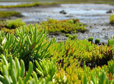 Illustration glasswort - Image 1