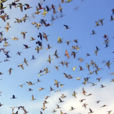 Illustration sort - Image 1