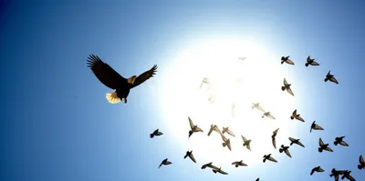 Illustration preceded - Image 1