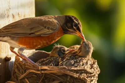 Illustration pecks - Image 1