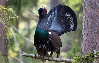 Illustration capers - Image 1