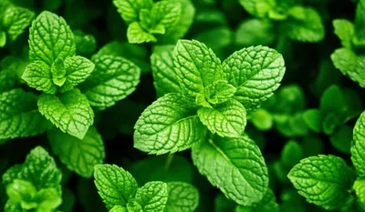 Illustration mints - Image 1