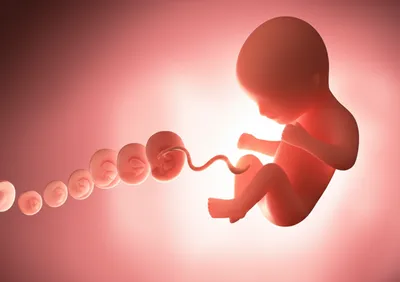 Illustration pregnancies - Image 1