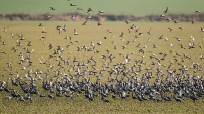 Illustration scores - Image 1