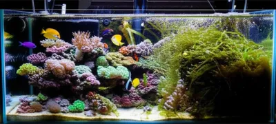 Illustration refugia - Image 1