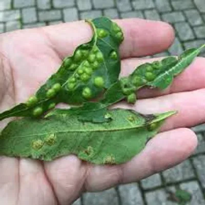 Illustration gall - Image 2