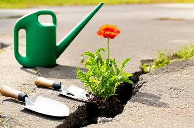 Illustration reestablished - Image 2