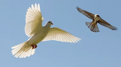 Illustration unprovoked - Image 1