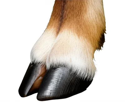 Illustration hooves - Image 1