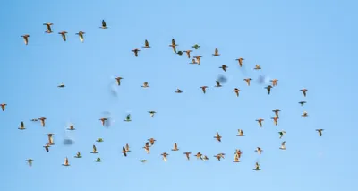 Illustration fold - Image 1