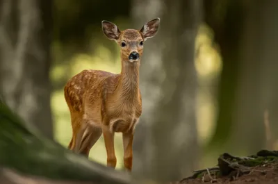 Illustration hearse - Image 1