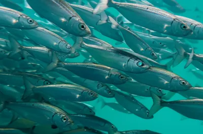 Illustration ruff - Image 1