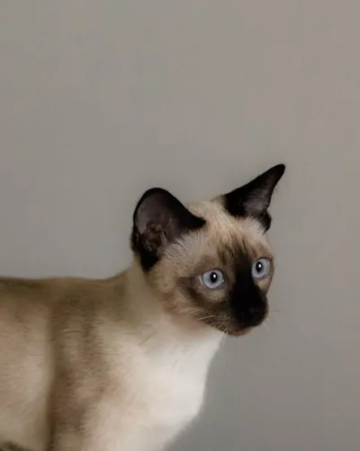 Illustration curiosities - Image 2