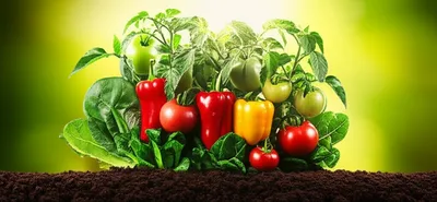 Illustration producing