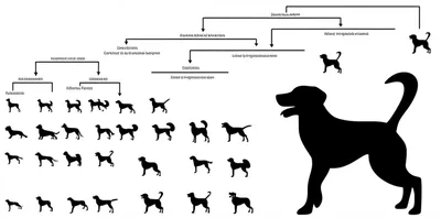 Illustration pedigree - Image 1