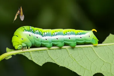 Illustration caterpillar