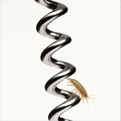 Illustration screw - Image 1