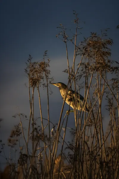 Illustration bones - Image 1